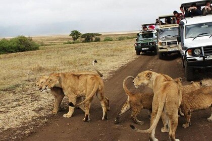 16 Day Great Adventure Kenya - Tanzania Clasic Safari (MINIMUM 2 PAX)