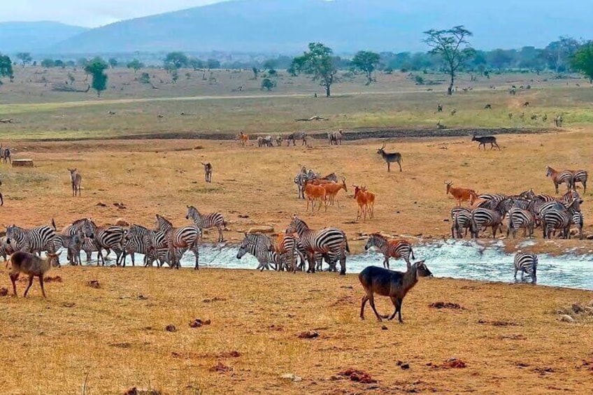 2 Days Taita Hills Saltlick Safari (Minimum 2 pax)