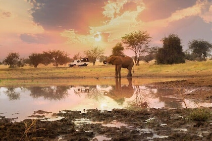2 Days Taita Hills Saltlick Safari (Minimum 2 pax)
