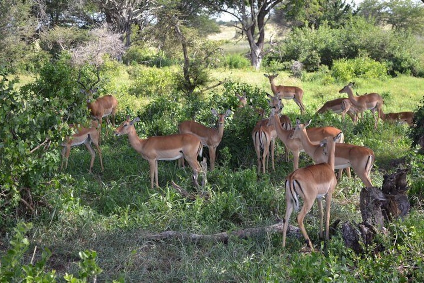 2 Days Taita Hills conservancy - Saltlick lodge (Minimum 2 pax)