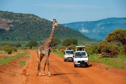 3 Days Tsavo East & Tsavo West Safari ( Minimum 2 Pax)