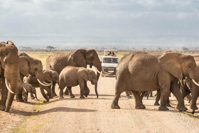 4 Days Amboseli Luxury Safari