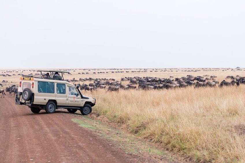 3 Days Masai Mara Flying Package from Diani Mombasa(MIN 2 PAX)