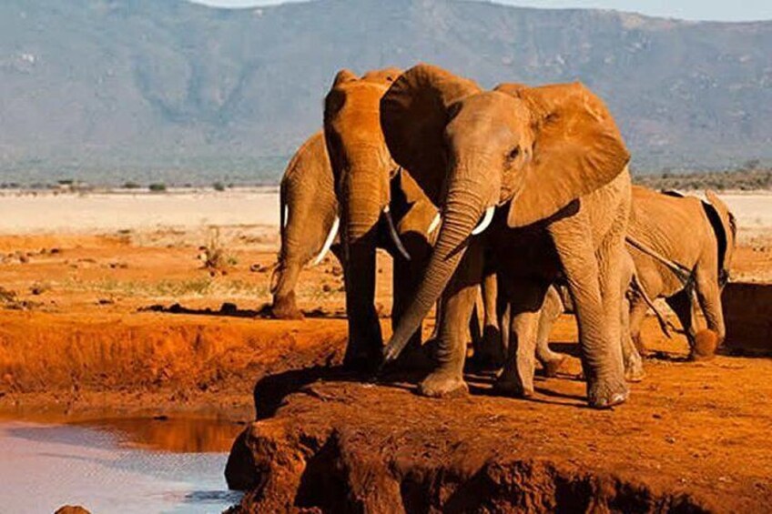 Tsavo East Elephants