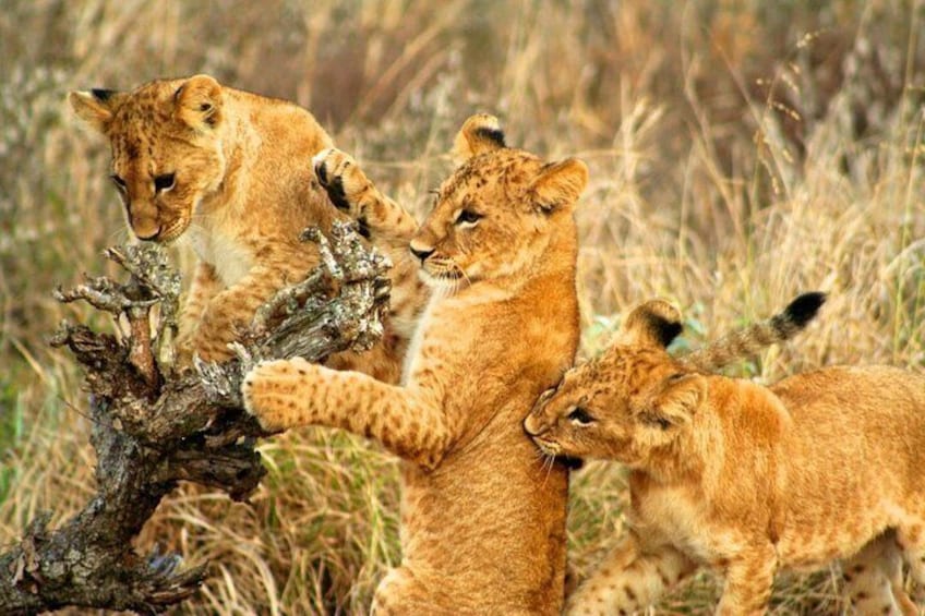 Lion Cubs in the Tsavo