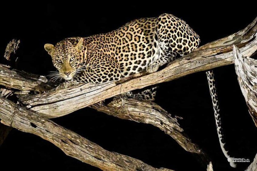 Leopard at Ngulia Safari Lodge Tsavo West