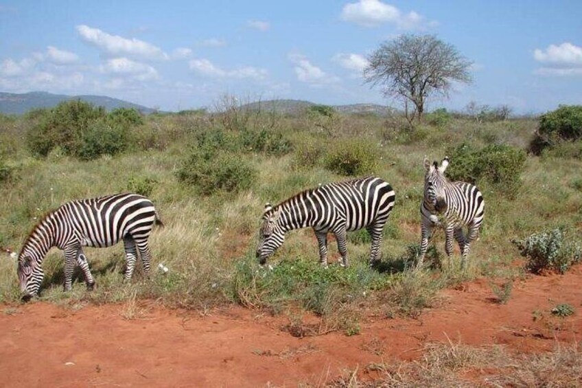 4 Days Special Circuit In Kenya -Tsavo-Saltlick Safari(min 2 pax)