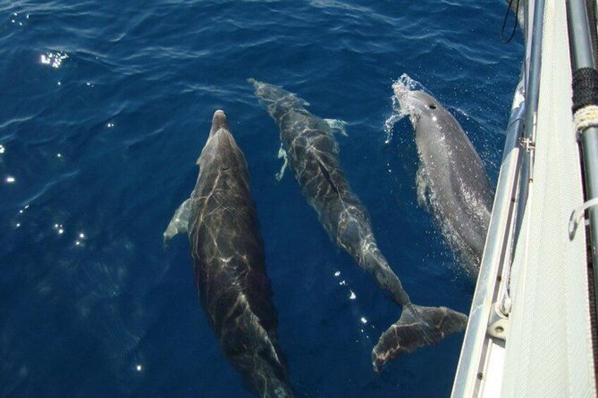 Show item 3 of 20. Skiathos Day Sailing
