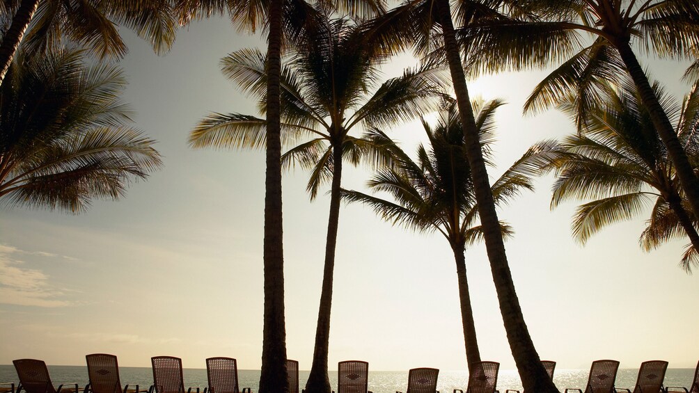 Palm trees at Bonfire on the Beach in Bahamas
