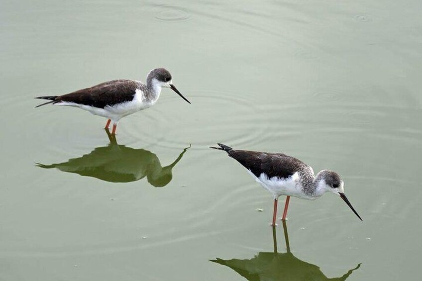Black-necked Stilt