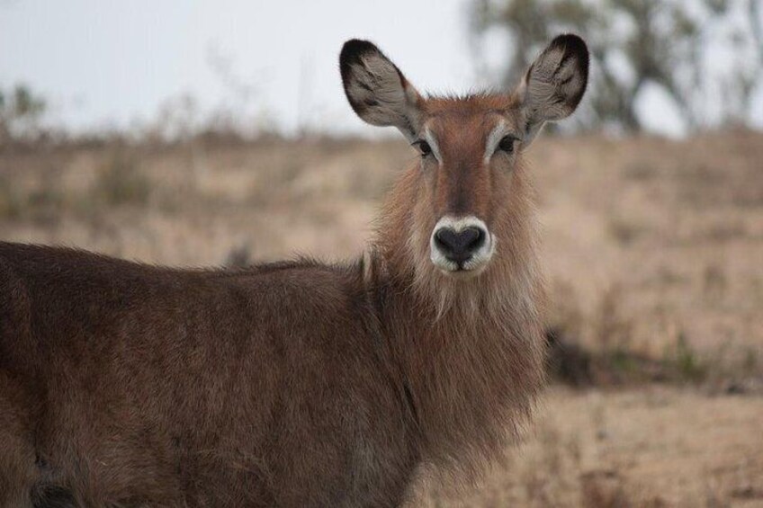 Waterbuck