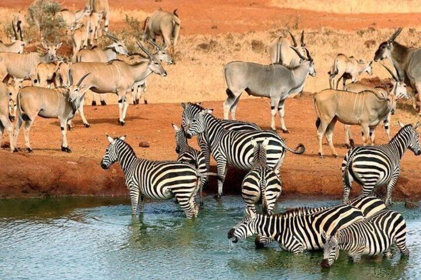 4 Days Mombasa Safari – Tsavo West, Amboseli & Tsavo East National Parks