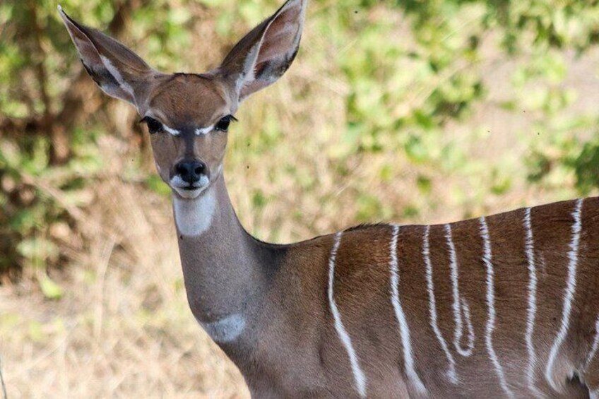 Kudu