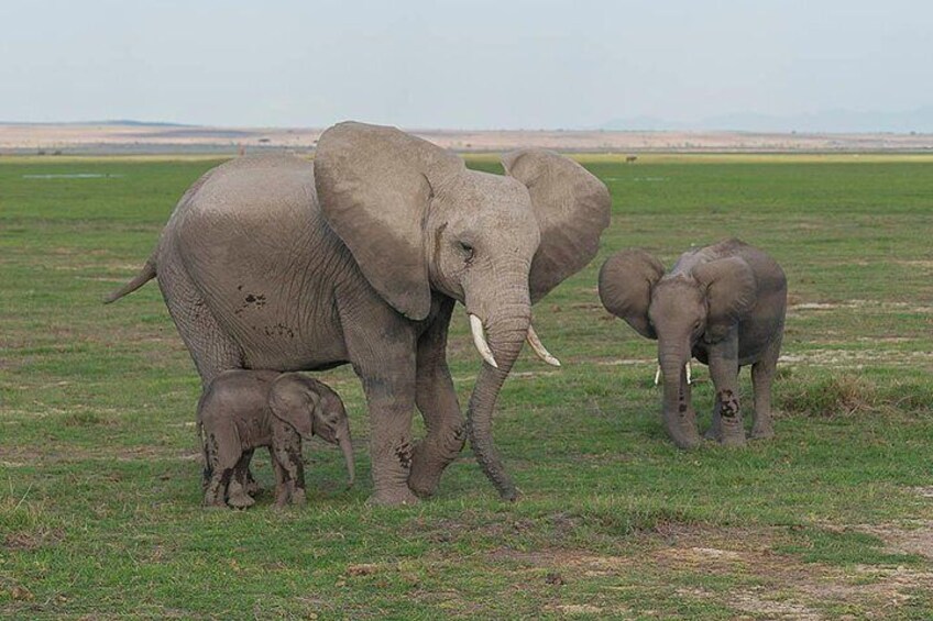Elephant