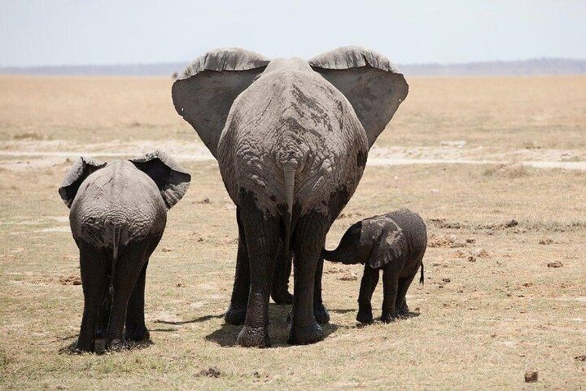 Elephant