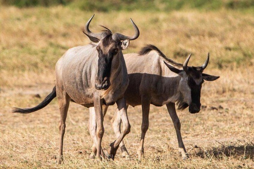 Wildebeest