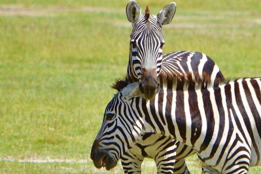Zebra