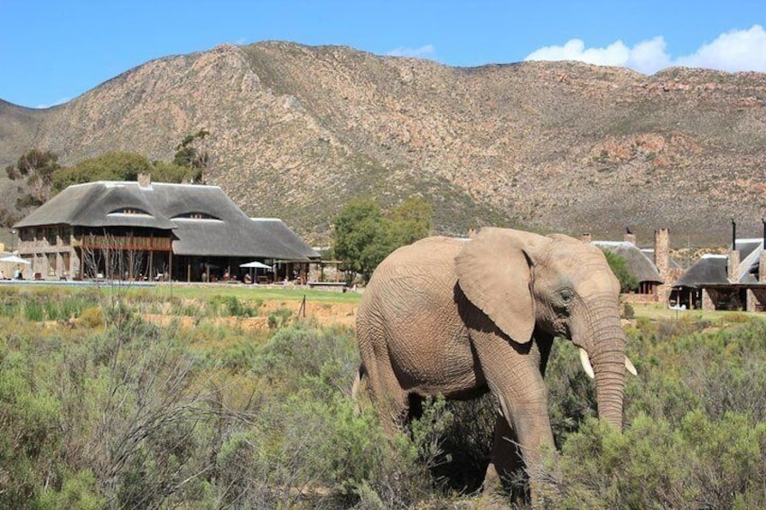 Cape Town - The Best of Aquila Safari Tour