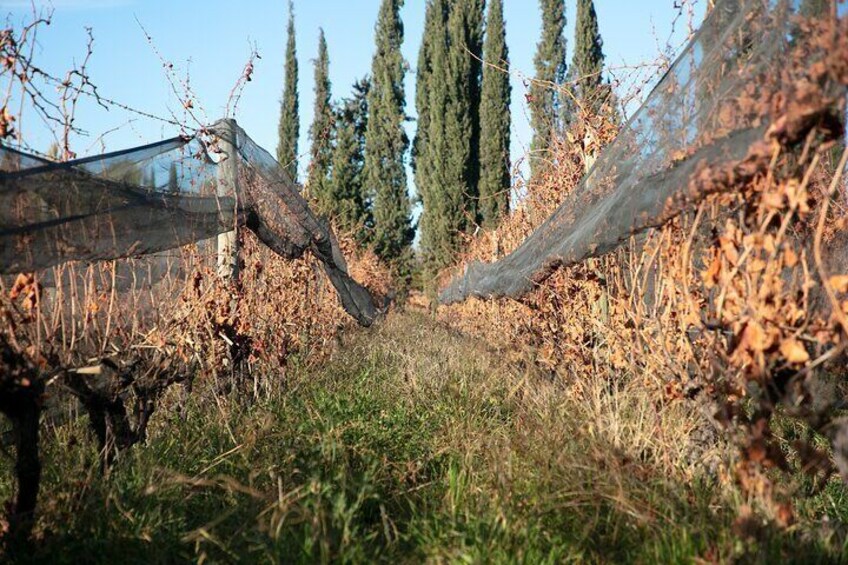 La Giostra del Vino
Organic vineyard
Giuseppe Franceschini winemaker visit