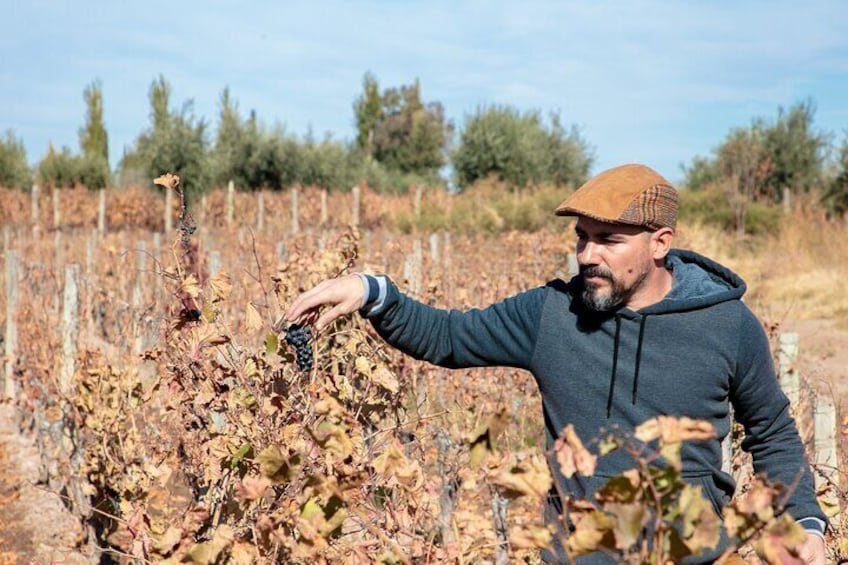 Viña Alicia 
Matt Berrondo winemaker visit