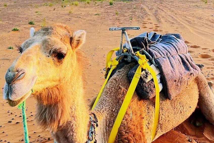 Berber Camel