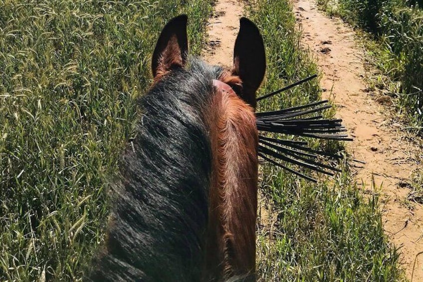 Horseback riding around Doñana