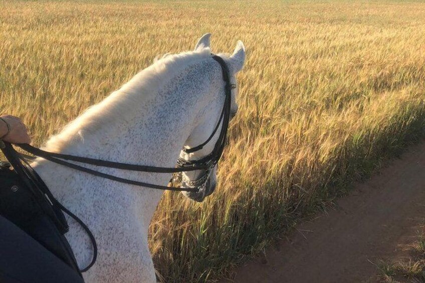 Horseback riding around Doñana