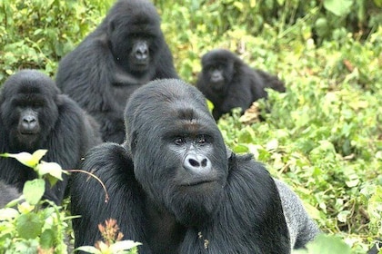 5-daagse Rwanda-gorilla en Lake Kivu Safari