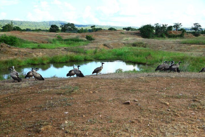 Mikumi National Park(3Days)