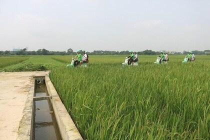 Ninh Binh Vespa Start from Hanoi + Boat + Villages +Rice Paddies
