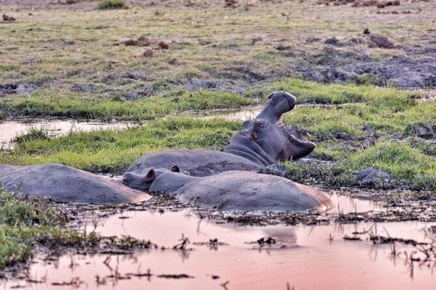 Show item 2 of 10. chobe 3hr sunset boat cruise