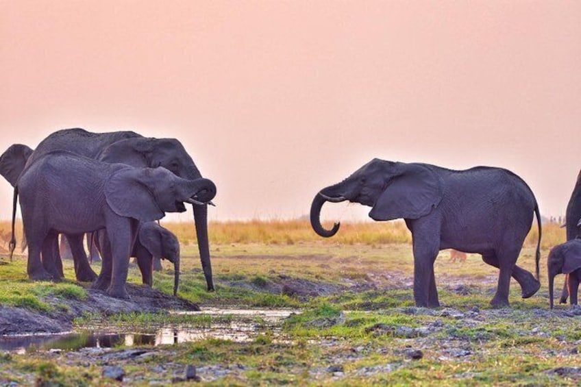 Show item 1 of 10. chobe 3hr sunset boat cruise