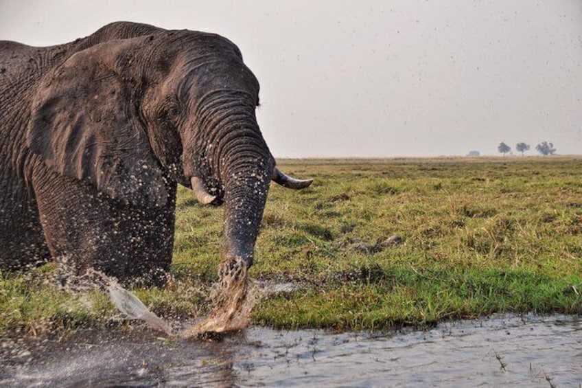 Show item 5 of 10. chobe 3hr sunset boat cruise