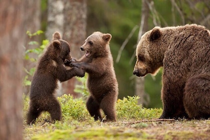 Brown bear watching experience at the Bear Sanctuary