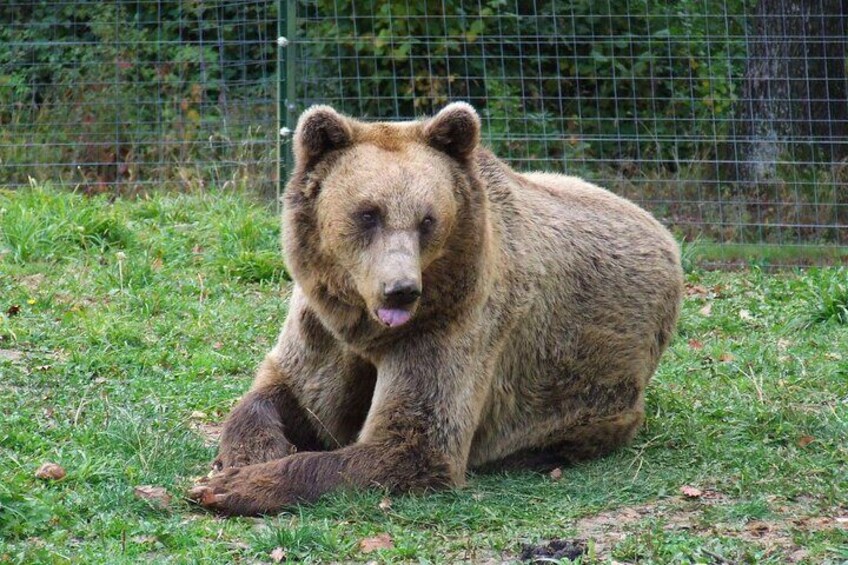 Brown bear watching experience at the Bear Sanctuary