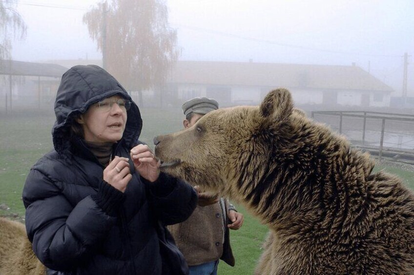 Brown bear watching experience at the Bear Sanctuary