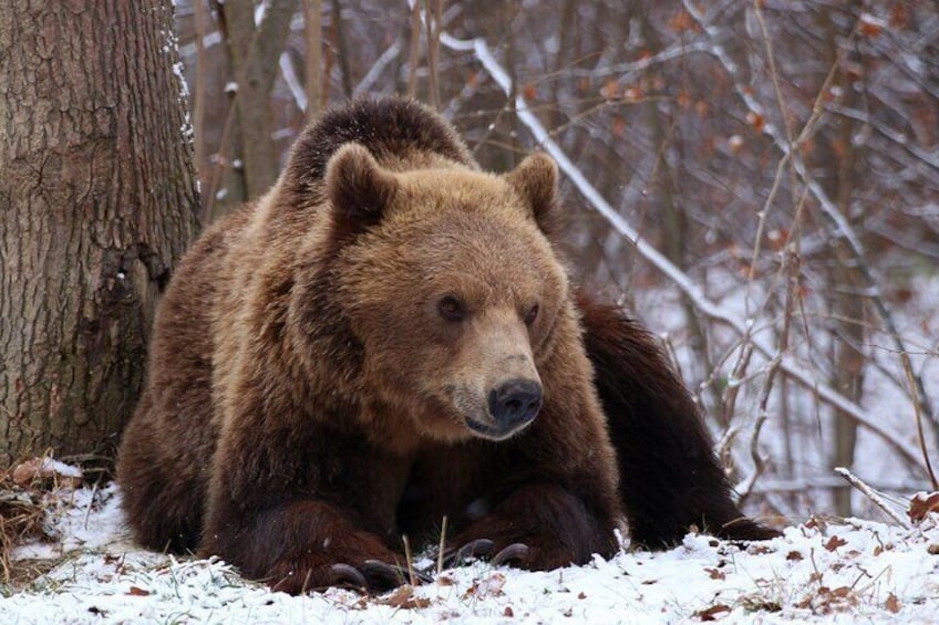 Brown bear watching experience at the Bear Sanctuary