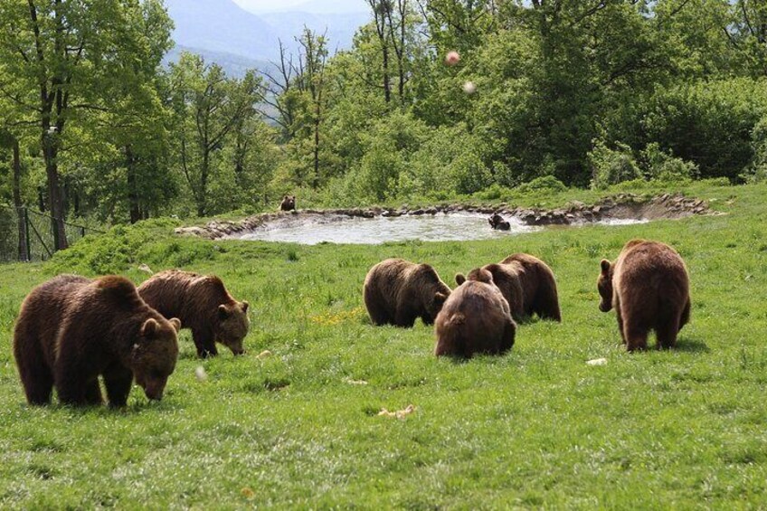 Brown bear watching experience at the Bear Sanctuary