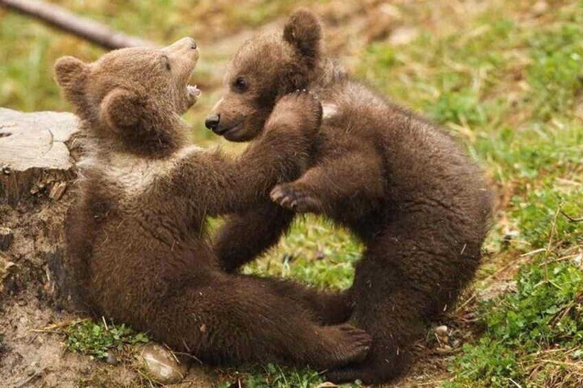 One day tour Dracula Castle.Libearty Bear Sanctuary from Brasov