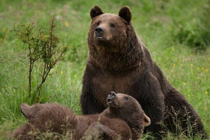  Libearty Bear Sanctuary and Dracula Castle from Brasov