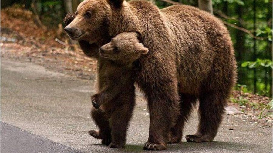 One day trip Bear Sanctuary, Dracula Castle, Rasnov Fortress from Brasov