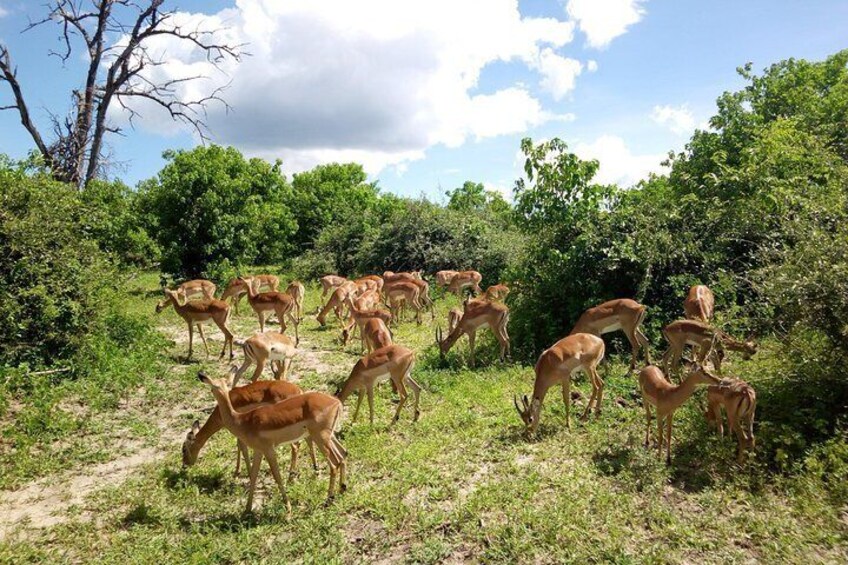 Chobe Day Trip