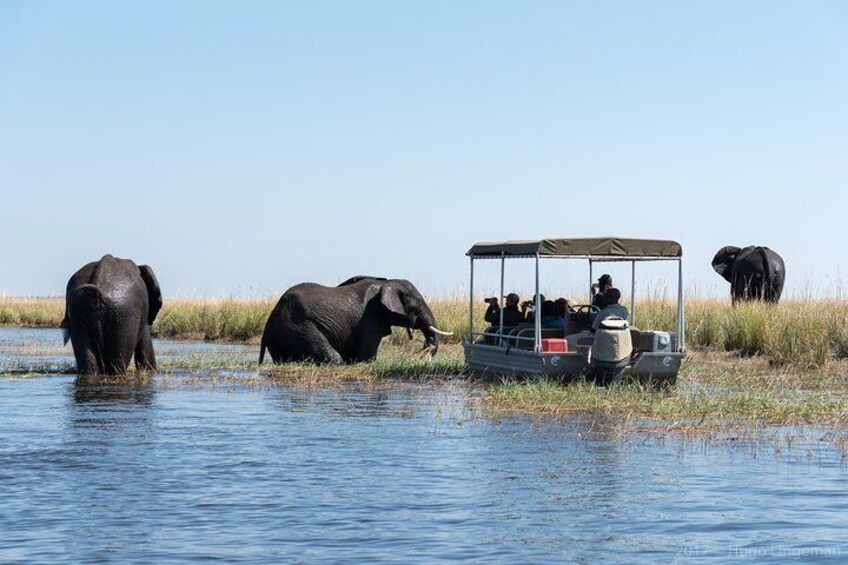 Chobe Day Trip