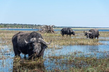 Chobe Day Trip