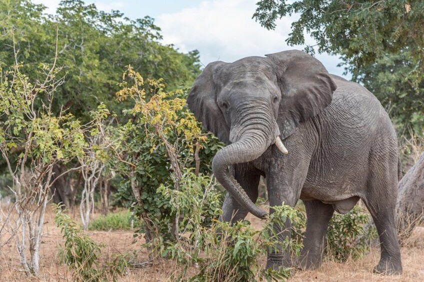 Chobe Day Trip