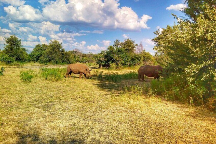 White Rhino Walk in the Mosi oa Tunya