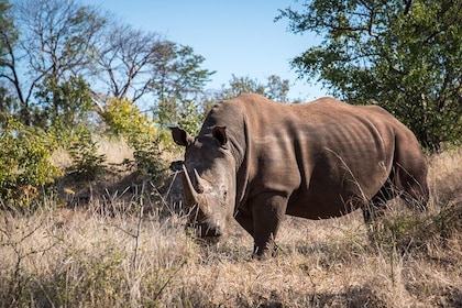 White Rhino Walk in the Mosi oa Tunya