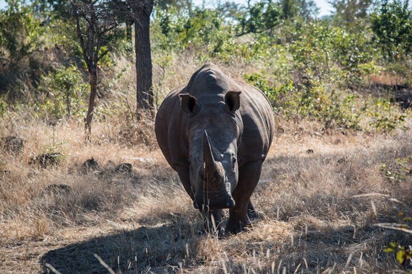 White Rhino Walk in the Mosi oa Tunya