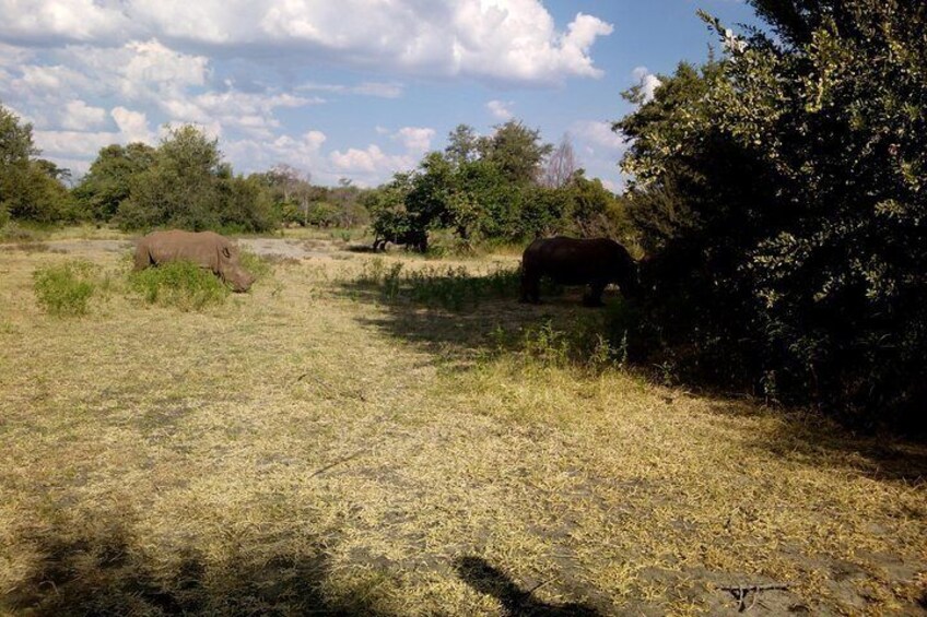 White Rhino Walk in the Mosi oa Tunya