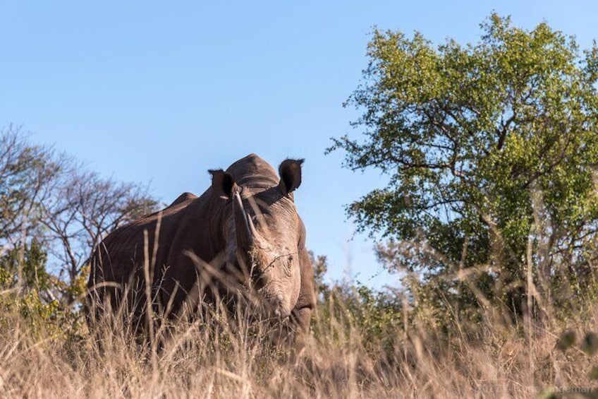 White Rhino Walk in the Mosi oa Tunya